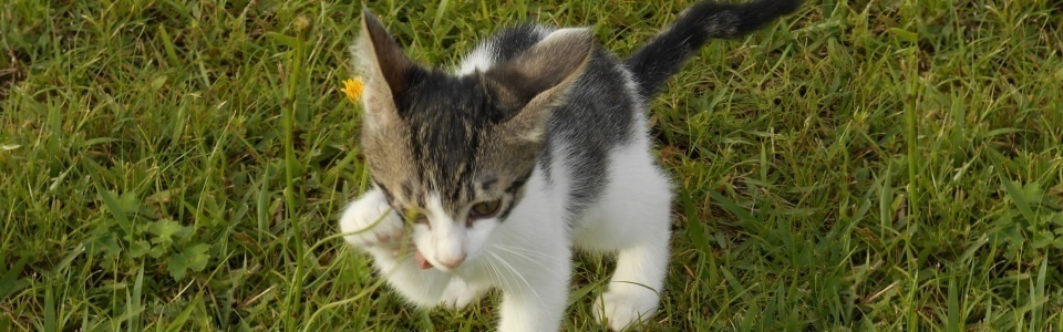 阿蘇小国郷 ネコ