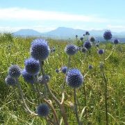 ミヤマキリシマ