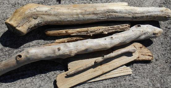 持ち帰った流木