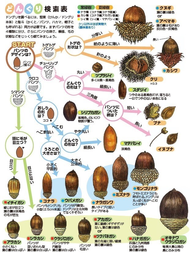 どんぐり検索表