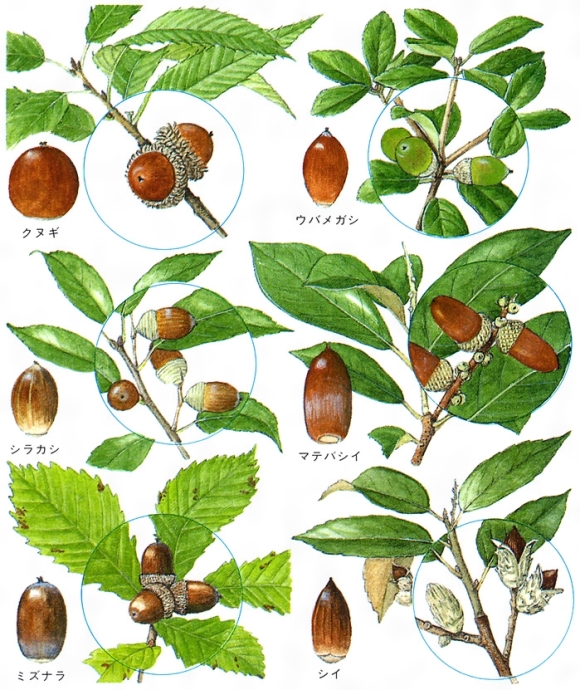 どんぐり木と実