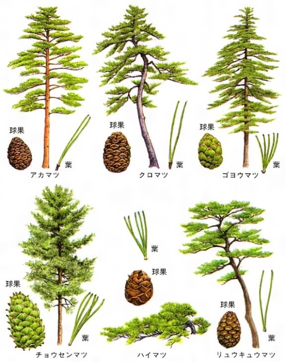 松の木と松ぼっくり