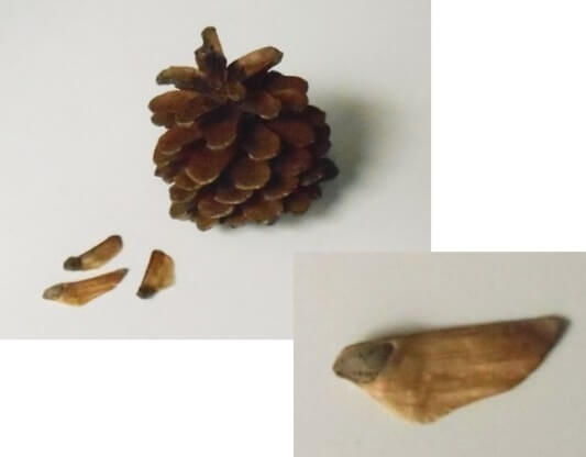 松ぼっくりの種子