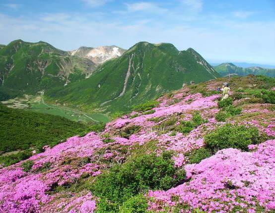 山肌のミヤマキリシマ