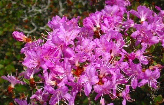 ミヤマキリシマ