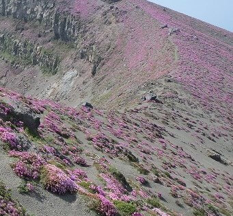 山肌のミヤマキリシマ
