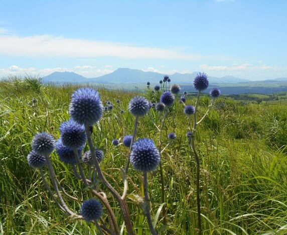 ヒゴタイと阿蘇山