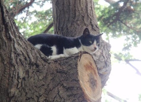木の上の猫