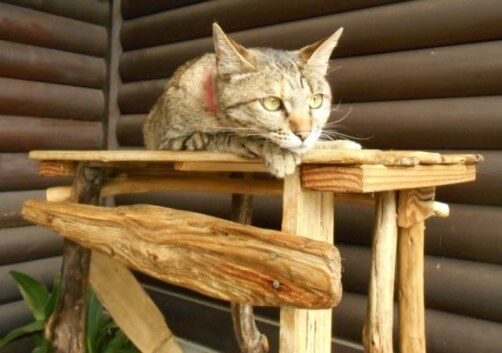 猫台と猫