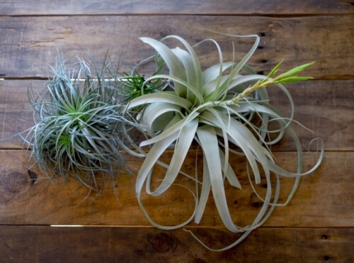 エアープランツ