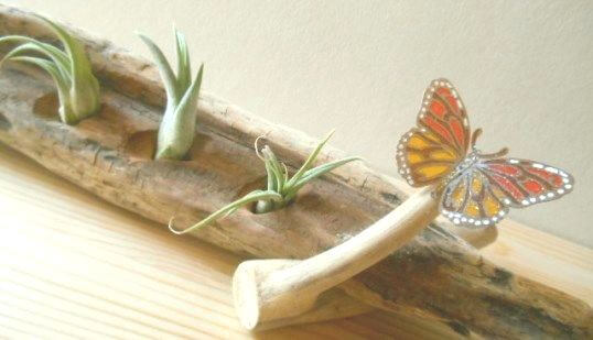 流木エアープランツスタンド