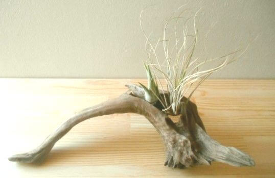 流木エアープランツスタンド